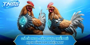 Đá Gà TN88 - Sân Cược Chiến Kê Kịch Tính Top 1 Hiện Nay